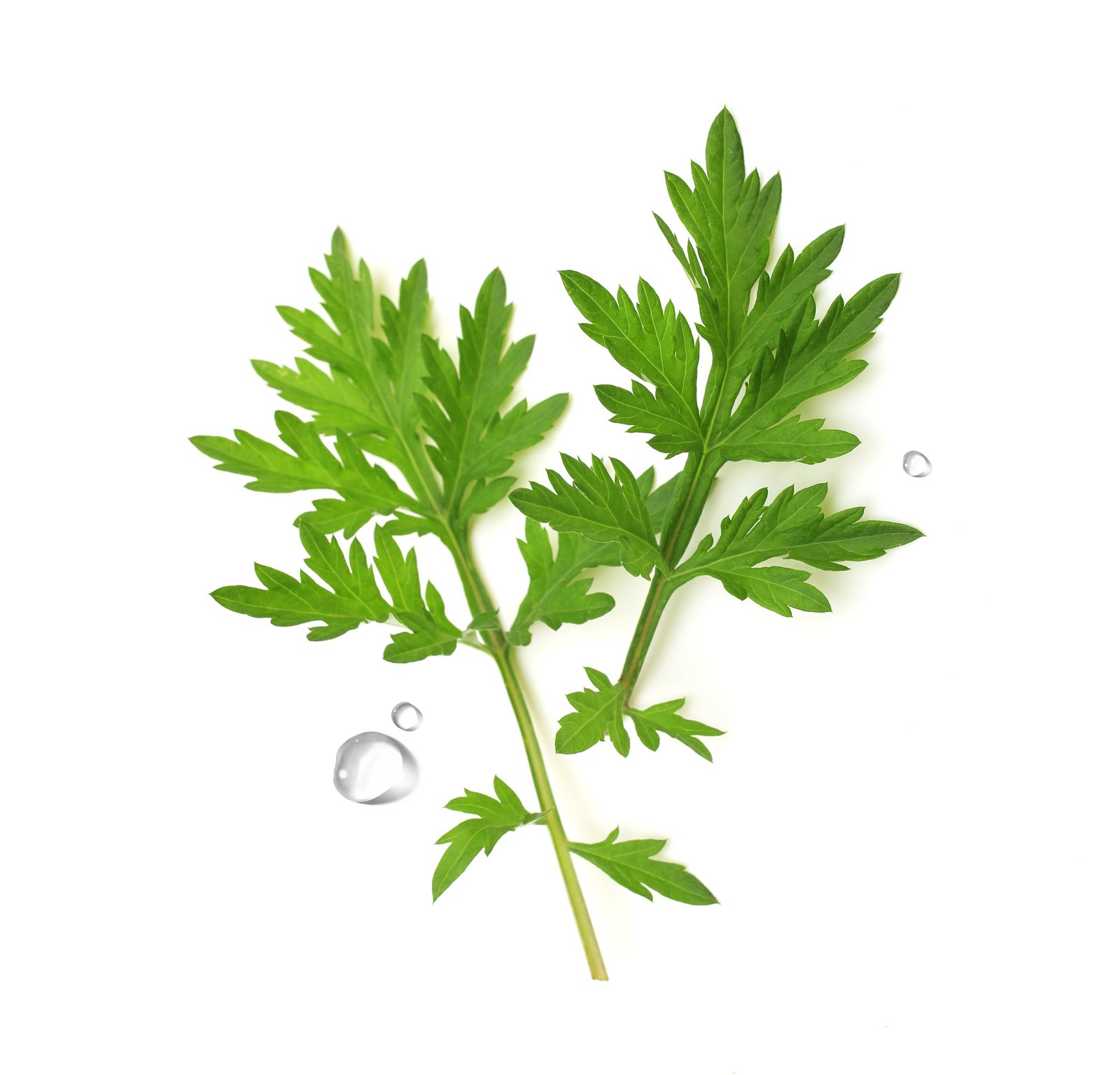 Mugwort — Artemisia leaf